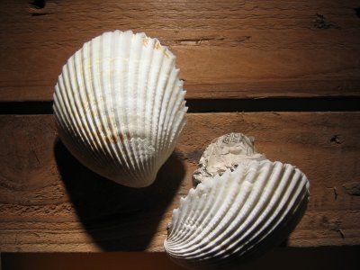 sea shells representation